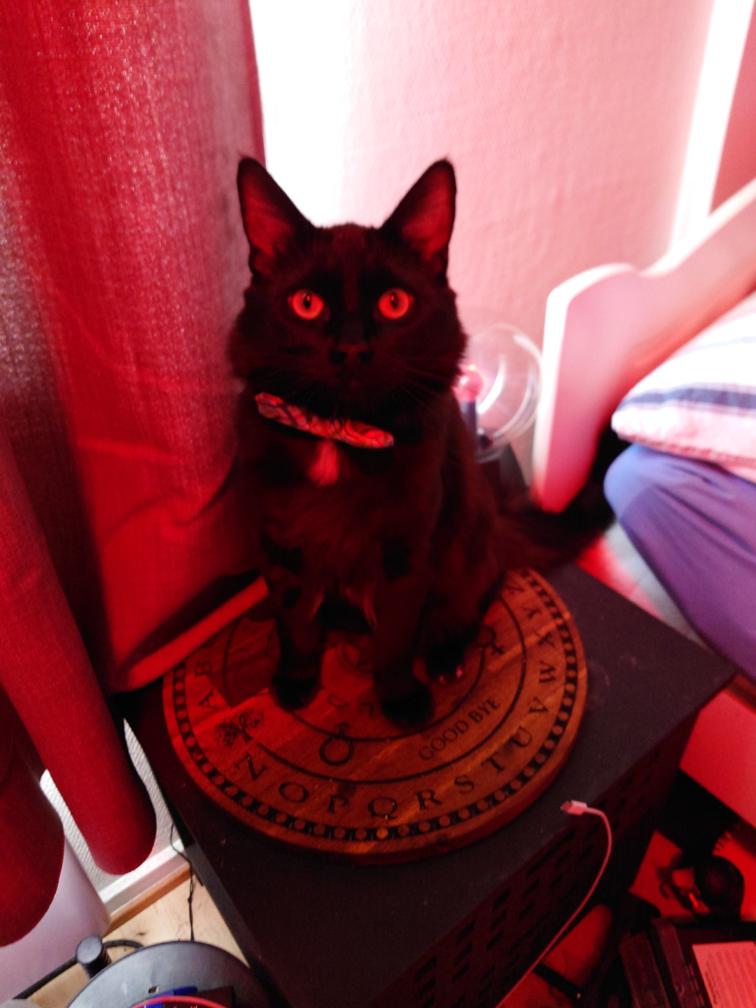 Ritual cat
